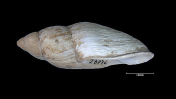 Media type: image;   Malacology 26072 Aspect: lateral